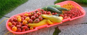 sledofveggies
