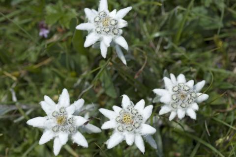 Edelweiss flowers blooming in alpine grass