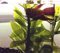 Doree the betta Doree the betta